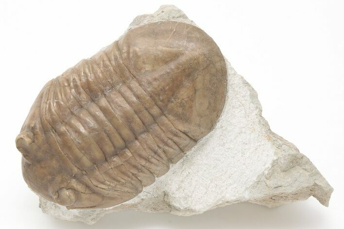 Prone Asaphus Plautini Trilobite Fossil - Russia #200403